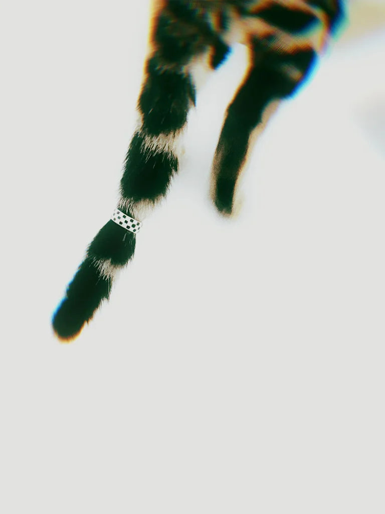 Fairies Whisper Echo Checkerboard Ring black and white geometric design jewelry