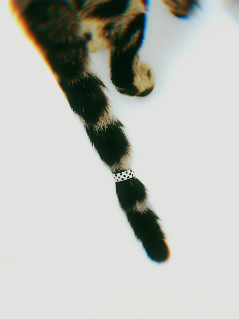 Jeu de l'anneau à damier noir et blanc Echo Casino