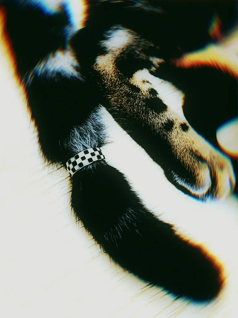 Fairies Whisper Echo Checkerboard Ring styled on cat’s tail, playful artistic jewelry photo