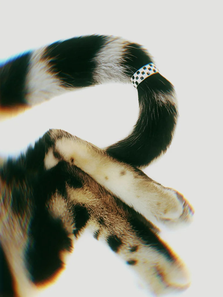 Fairies Whisper Echo Ring in dramatic setting, black and white checkerboard design jewelry