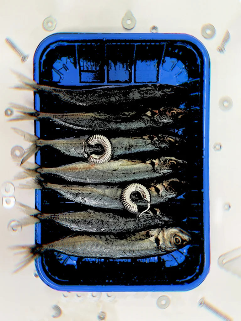 Fairies Whisper Fish Market series silver spiral shell earrings, medium large hoop, displayed in blue PVC box.