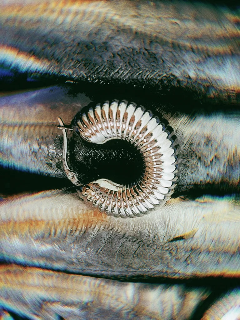 Fairies Whisper spiral shell earrings in polished silver, placed beside fish inside blue PVC box.