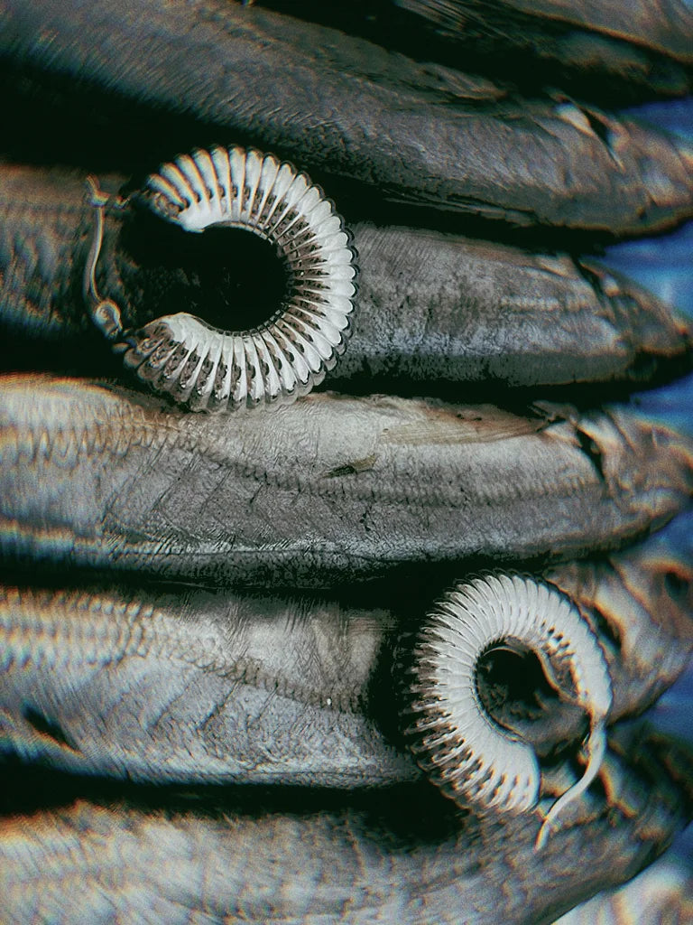 Fish Market series silver spiral shell hoop earrings, metal glow contrasted with fish surface, evoking cold and life.