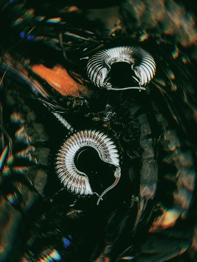 Fairies Whisper silver spiral shell earrings, medium large hoops, industrial cold aesthetic with fish and blue PVC box.